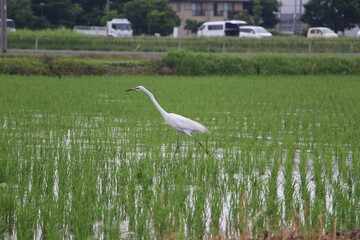 Shirasagi looking for food in a rice field Part 1