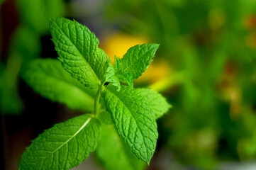 Fototapeta na wymiar mint leaf macro bokeh green wallpaper