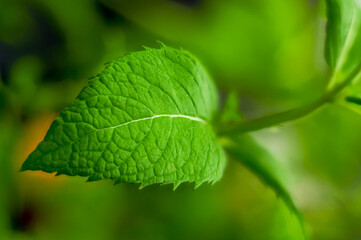 mint leaf macro bokeh green wallpaper