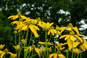 Obraz premium 雨に濡れたオオハンゴンソウ