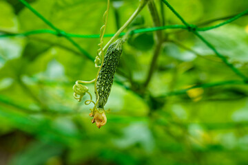 日よけとして栽培のゴーヤ