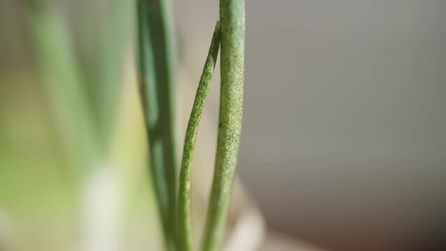 Green onion leaves with dark and light painful spots. Pests affect crops, plant disease. Dark springtail camouflages itself on the stem, macro plan. The plant rotates slowly.