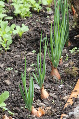 jardin permaculture
