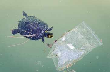 Una tartaruga nuota in un lago avvicinandosi a una busta di plastica rappresenta l'inquinamento e i suoi effetti sugli animali 