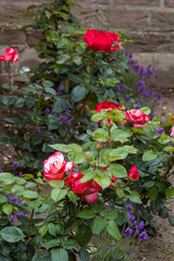 Fototapeta na wymiar flowerbed in the garden - roses and lavender flowers