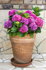 hortensia flowers in a pot