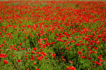 Un campo di papaveri rossi alle porte di Verona lungo la Via Postumia, cammino che parte da Aquileia e arriva a Genova