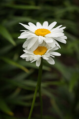 Fototapeta premium White chamomile in the garden. Shallow depth of field (DOF)