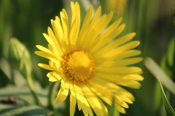 dans le jardin