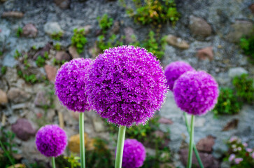 Primo piano dei fiori viola dell'Allium ampeloprasum, l'aglio selvatico, in un giardino