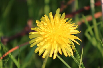 dans le jardin