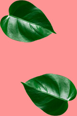 Green monstera leaves on coral background. © Serhii