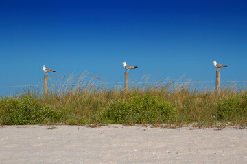 Yellow-legged seagulls on top of dune fence posts