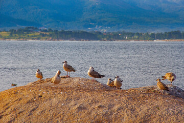 Seagulls over coastal rock