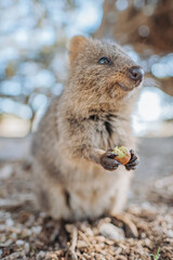 Obraz premium Cute Australian Quokka in Rottnest Island Perth