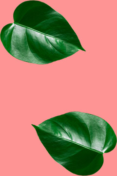 Green monstera leaves on coral background.