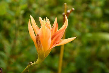 Fototapeta premium colourful flowers in a botanic garden in Ireland