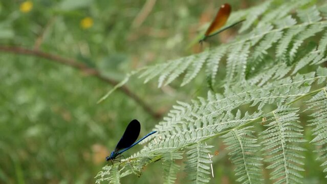 Close-up blue Damselfy in woods. Second green insect lands on a leaf behind on blur unfocus background. This exemplar takes off for hunt. They open and close, flap, wings repeatedly.