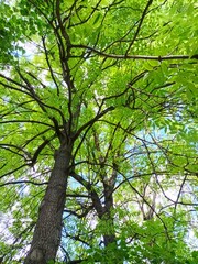 Crowns of green trees against the sky