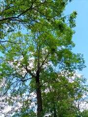 Crowns of green trees against the sky