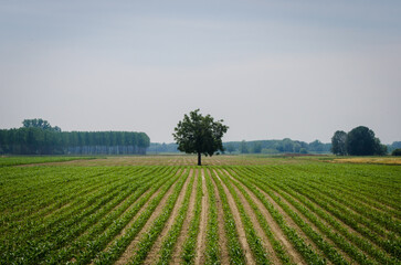 Fototapeta na wymiar Un albero isolato in un campo coltivato nella campagna lombarda lungo la Via Postumia, cammino che parte da Aquileia e arriva a Genova