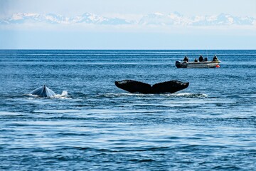 Fototapeta premium Whale watching in der Glacier Bay, Alaska