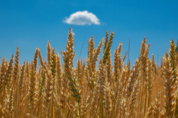 Wheat spikelets against the blue sky.