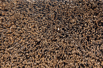 Natural haystack background.