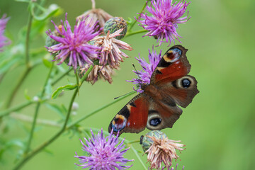 Colorful peacock butterfly