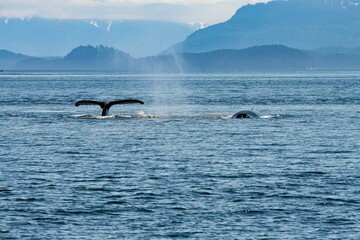 Whale watching vom Seekajak aus ist ein besonderes Abenteuer - Glacier Bay , Alaska