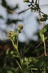 Fougères en Normandie