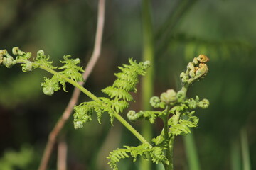Fougères en Normandie
