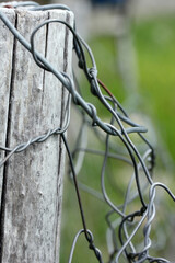 wire mesh tied to tree in farm