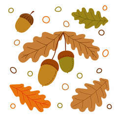 Vector illustration of oak branch with two acorns and leaf. Acorns isolated on a white background. Autumn decoration. Acorn, oak nut, seed.