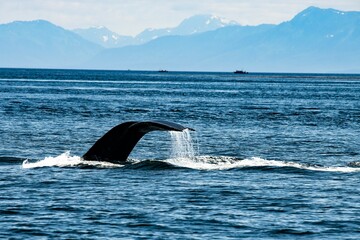 Ein Buckelwal beim Abtauchen in der Glacier Bay in Alaska, - Zu sehen ist nur noch die...