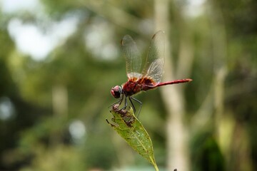 Dragonfly