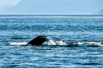 Die Schwanzflosse, Fluke, eines abtauchenden Buckelwals - Whale watching vom Seekajak aus - Glacier Bay , Alaska