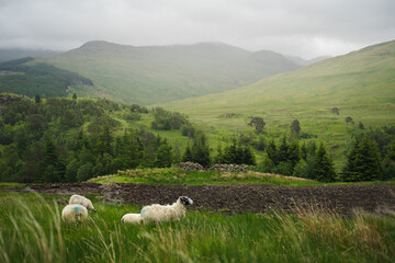sheep on West Highland Way
