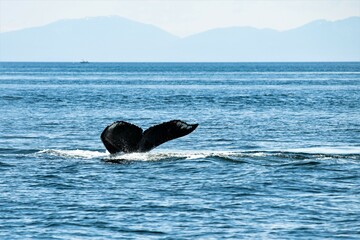 Vom Seekajak aus fotografiert: Die Fluke eines Buckelwals auch Humpback - glacier Bay, Alaska