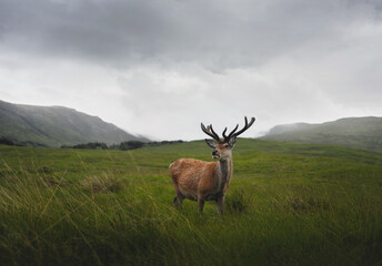 stag on West Highland Way