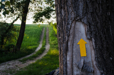La freccia gialla inchiodata ad un albero indica la direzione della Via Postumia, cammino che parte...