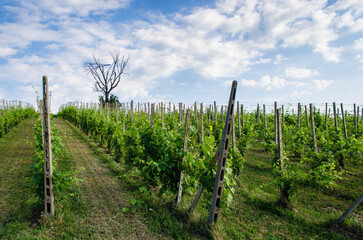 Il panorama dei vigneti dell'Oltrepo pavese lungo la Via Postumia, cammino che parte da Aquileia e arriva a Genova