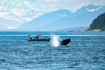 Obraz premium Ein besonderes Abenteuer : Whale watching vom Seekajak aus - Glacier Bay , Alaska