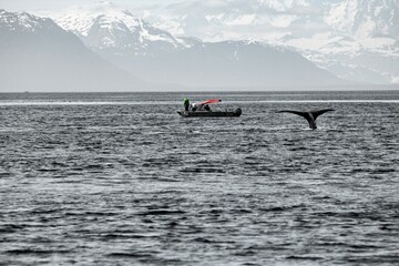 Vom Seekajak aus fotografiert: abstrackte Darstellung  einer Fluke eines Buckelwals ,auch Humpback...