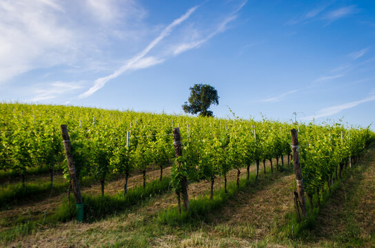 Il panorama dei vigneti dell'Oltrepo pavese lungo la Via Postumia, cammino che parte da Aquileia e arriva a Genova