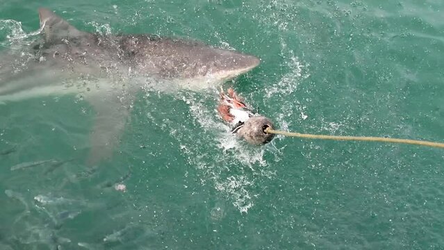 Bronze shark emerging from the deep sea of the Atlantic Ocean in the shark alley at Gansbaai in South Africa to take the bait of the hook, this place is infested with great white sharks.