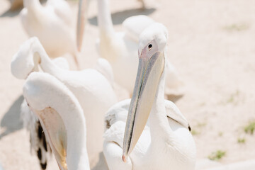  Big white pelicans on the background of sand. Close up
