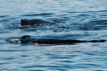 Obraz premium Zwei , im blauen Meer nebeneinander schwimmende Walfische