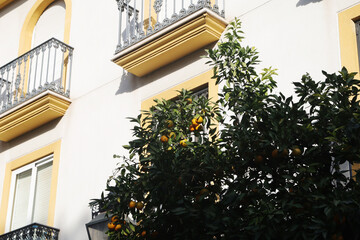 Orange trees at the streets of Cordoba, Spain	