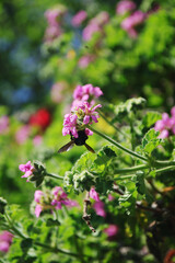 Blossoming flowers with a bee on them in summer season